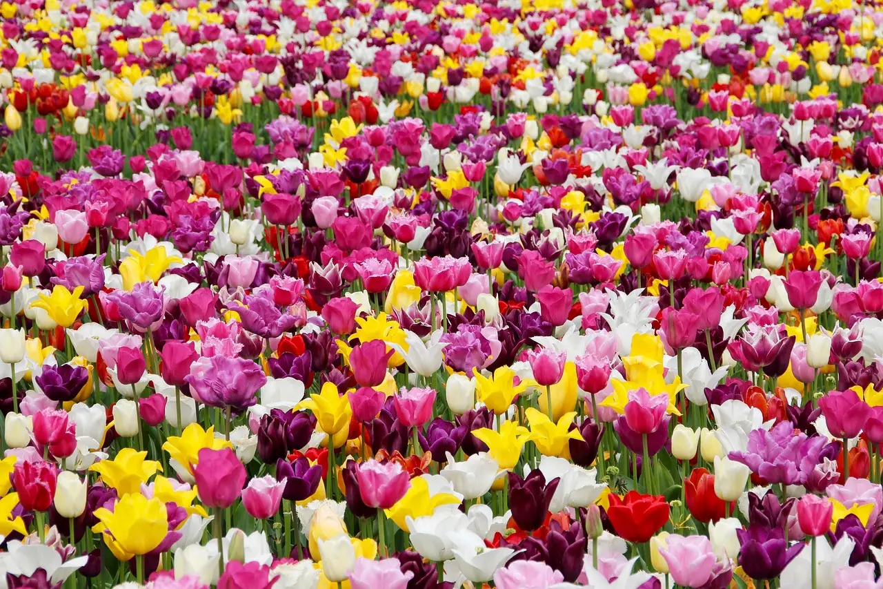 tulips, flowers, field, tulip farm, tulip field, colorful, colorful flowers, garden, tulip garden, flower garden, bloom, blossom, flora, floriculture, horticulture, botany, nature, flower wallpaper, plants, tulpenbluete, flower background, field of flowers, beautiful flowers, holland