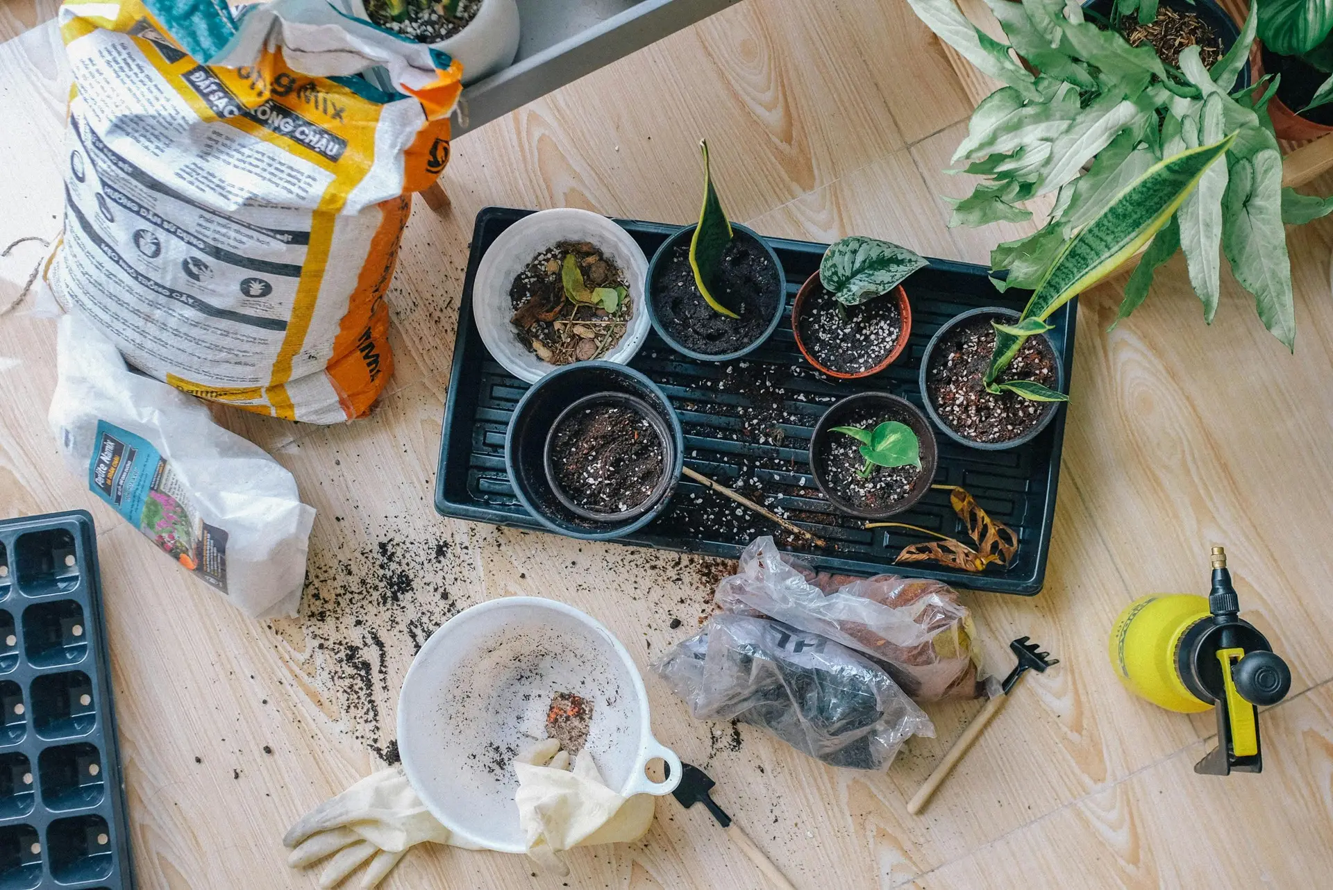 Aerial view of indoor gardening tools and potted plants layout.